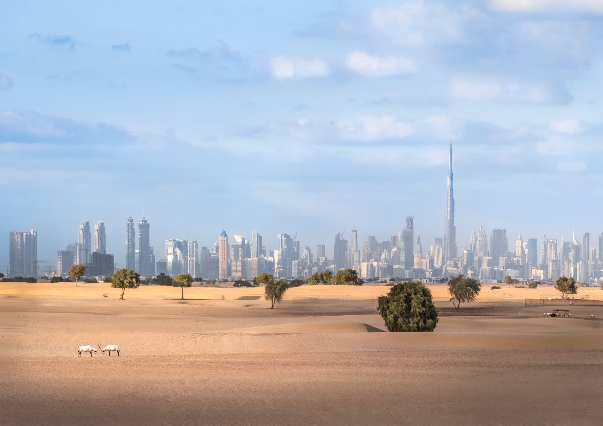 The Dubai skyline seen across the desert, with two Arabian oryx in the foreground